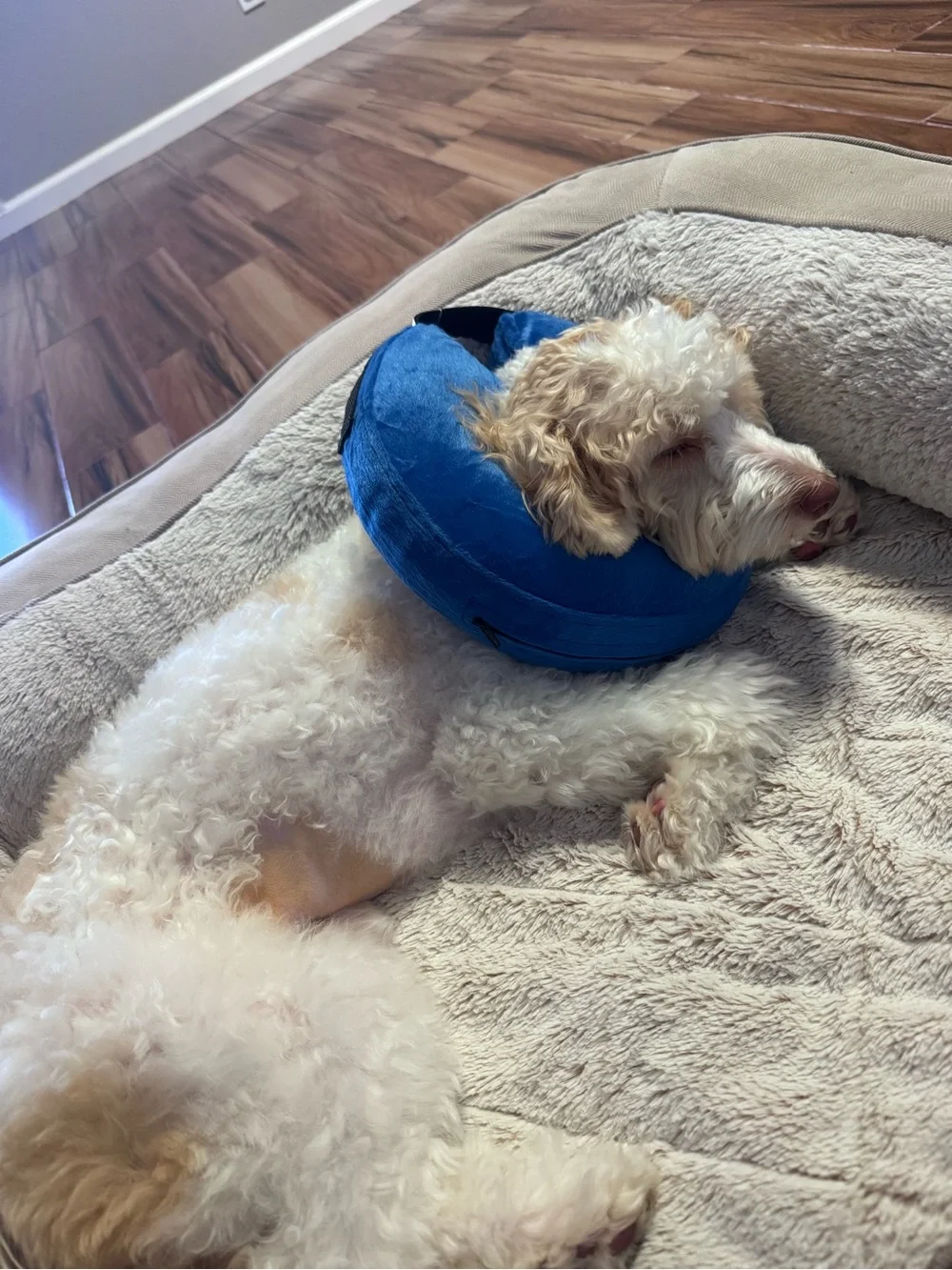 Blue Plush Donut Recovery Collar for Dogs - Comfortable Soft Support